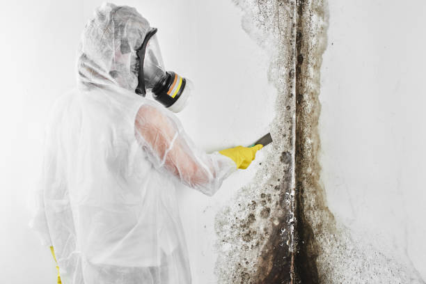 Best Insurance-Related Mold Remediation in Wheatland, WY