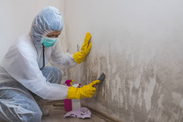 Best Kitchen Mold Remediation in Wheatland, WY
