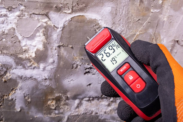 Best White Mold Remediation in Wheatland, WY