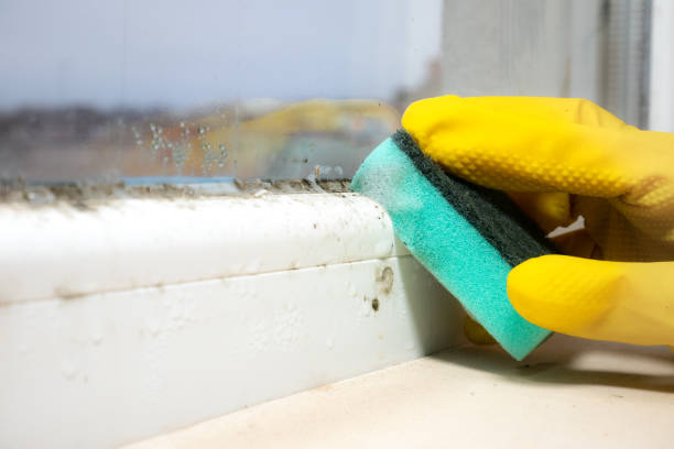 Best Localized Mold Remediation (e.g., coastal areas, humid climates) in Wheatland, WY