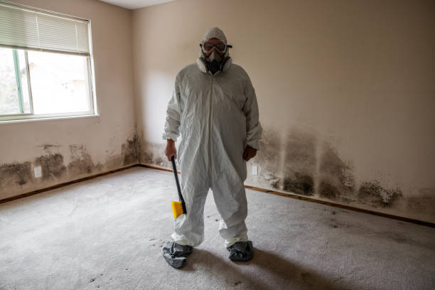 Best Preventive Mold Services in Wheatland, WY