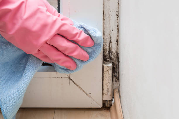 Best Residential Mold Remediation in Wheatland, WY
