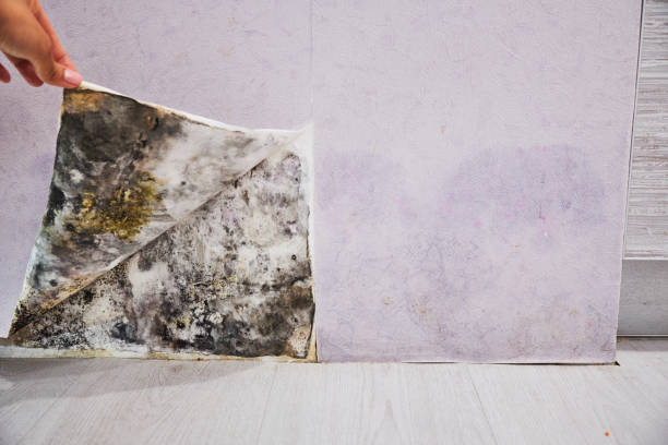 Best Mold Remediation for Specific Building Types in Wheatland, WY